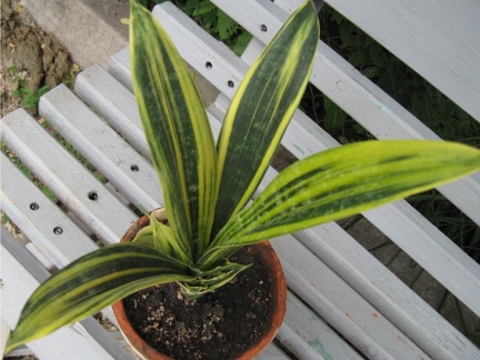 Sansevieria cv  Gold Flame Lez