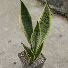 Sansevieria cv   Futura Superba