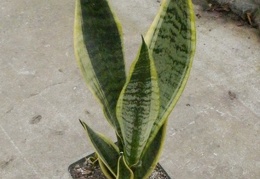 Sansevieria cv   Futura Superba