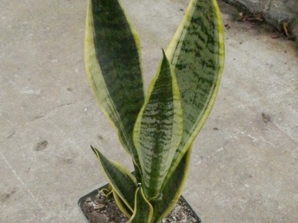Sansevieria cv   Futura Superba