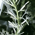 Sansevieria cylindrica