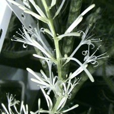 Sansevieria cylindrica