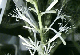 Sansevieria cylindrica