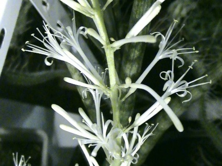 Sansevieria cylindrica