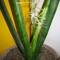Sansevieria cylindrica 001