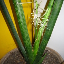 Sansevieria cylindrica 001