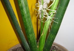 Sansevieria cylindrica 001