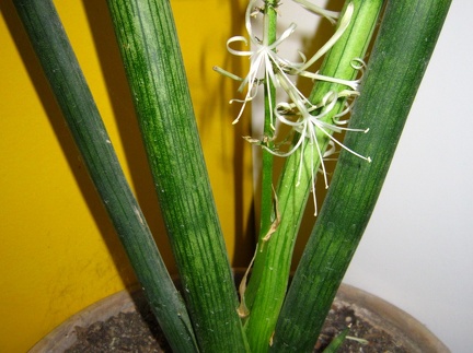 Sansevieria cylindrica 001