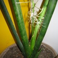 Sansevieria_cylindrica_001.JPG