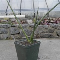 Sansevieria cylindrica cv   Skyline