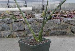 Sansevieria cylindrica cv   Skyline