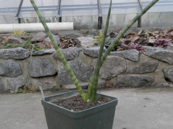 Sansevieria cylindrica cv   Skyline