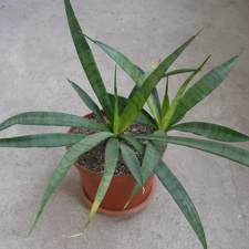 Sansevieria dooneri