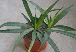 Sansevieria dooneri