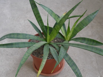 Sansevieria dooneri