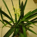 Sansevieria dooneri 001
