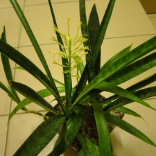 Sansevieria dooneri 001