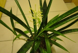 Sansevieria dooneri 001