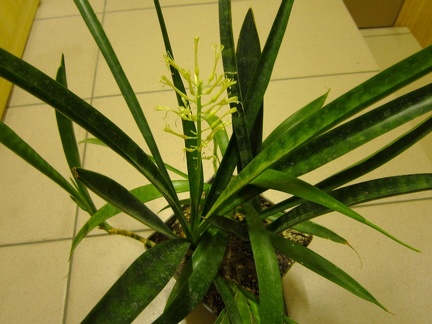Sansevieria dooneri 001