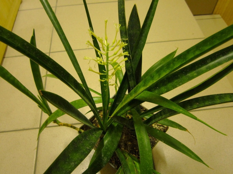 Sansevieria dooneri 001