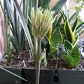 Sansevieria kirkii
