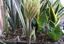 Sansevieria kirkii