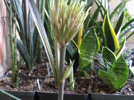 Sansevieria kirkii