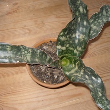 Sansevieria kirkii 3
