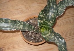 Sansevieria kirkii 3