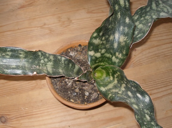 Sansevieria kirkii 3