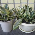 Sansevieria trifasciata cv. 'Golden Hahnii'