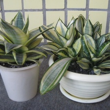 Sansevieria trifasciata cv. 'Golden Hahnii'