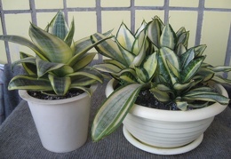 Sansevieria trifasciata cv. 'Golden Hahnii'