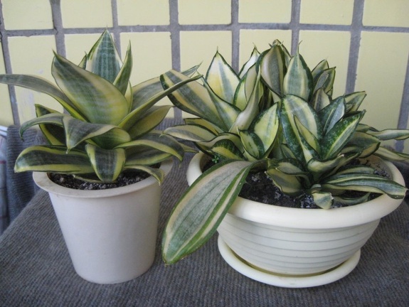 Sansevieria trifasciata cv. 'Golden Hahnii'