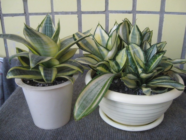 Sansevieria trifasciata cv. 'Golden Hahnii'