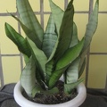 Sansevieria trifasciata cv. 'Moonshine'