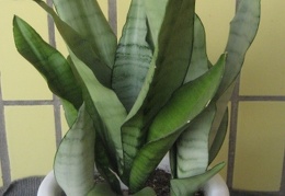 Sansevieria trifasciata cv. 'Moonshine'