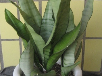 Sansevieria trifasciata cv. 'Moonshine'