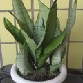 Sansevieria_tr_Moonshine_Lez.jpg