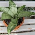 Sansevieria tr Silver Hahnii Lezova Khark  botsad