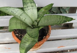 Sansevieria tr Silver Hahnii Lezova Khark  botsad