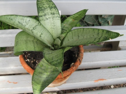 Sansevieria tr Silver Hahnii Lezova Khark  botsad