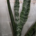 Sansevieria trifasciata1