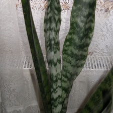 Sansevieria trifasciata1