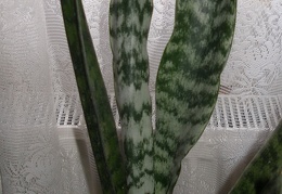 Sansevieria trifasciata1