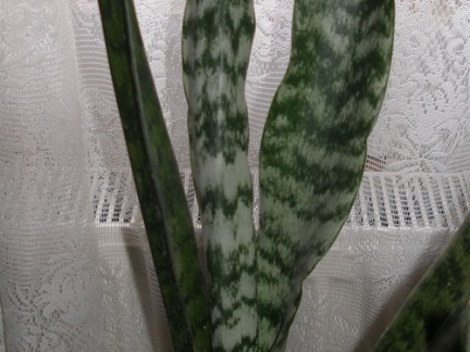 Sansevieria trifasciata1