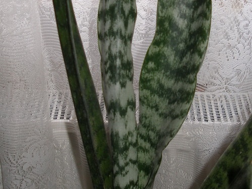 Sansevieria trifasciata1