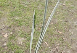 Sansevieria trifasciata cv Bantel s Sensation