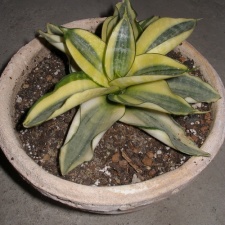 Sansevieria trifasciata cv Golden Hahnii