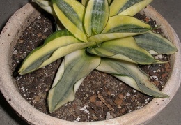 Sansevieria trifasciata cv Golden Hahnii